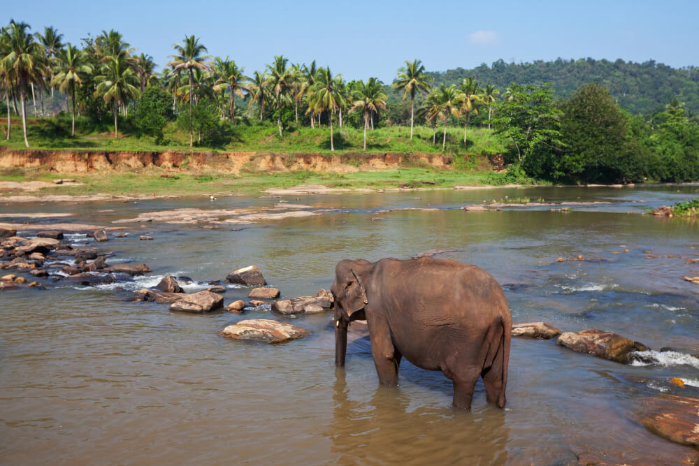 Einzelner Elefant beim Bad in einem Fluss in Sri Lanka